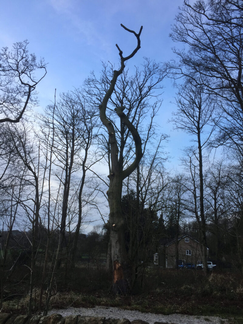 cms-tree-services-commerical-decayed-fire-damaged-beech-tree-removal