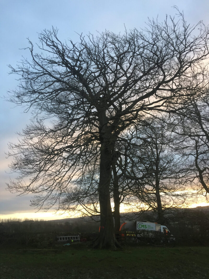 cms-tree-services-commerical-large-beech-trees-removed-grindleton