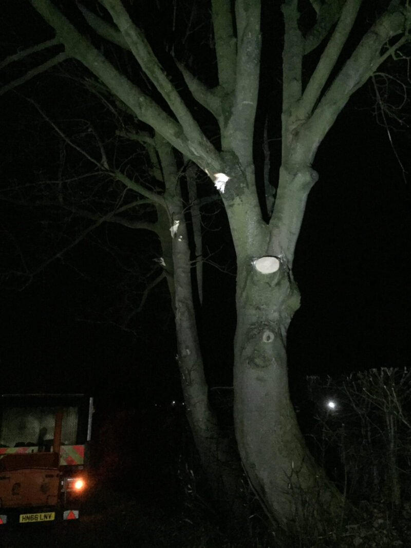 cms-tree-services-commerical-pendle-council-call-out-damaged-tree-limb