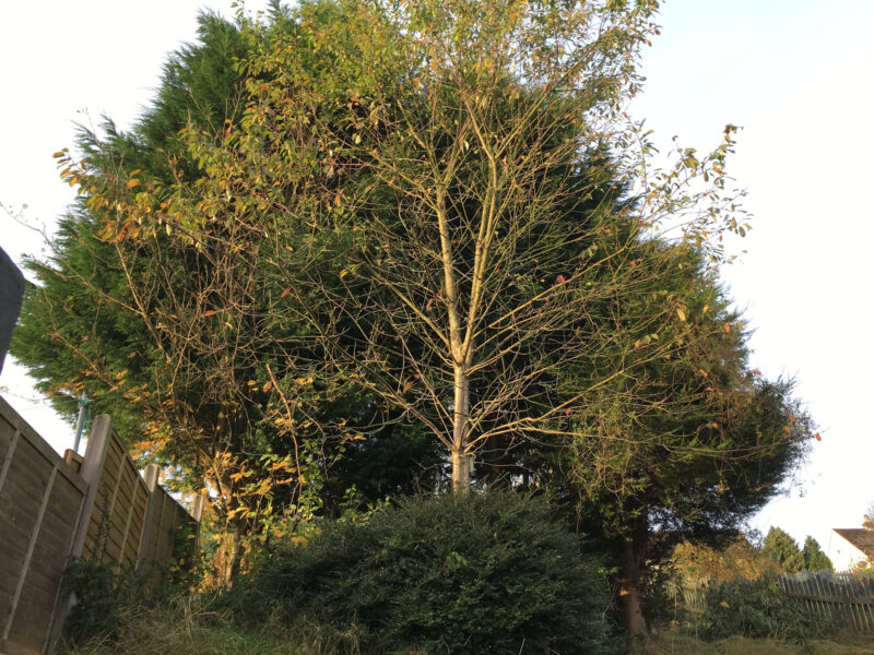 cms-tree-services-conifer-clearance-barnoldswick