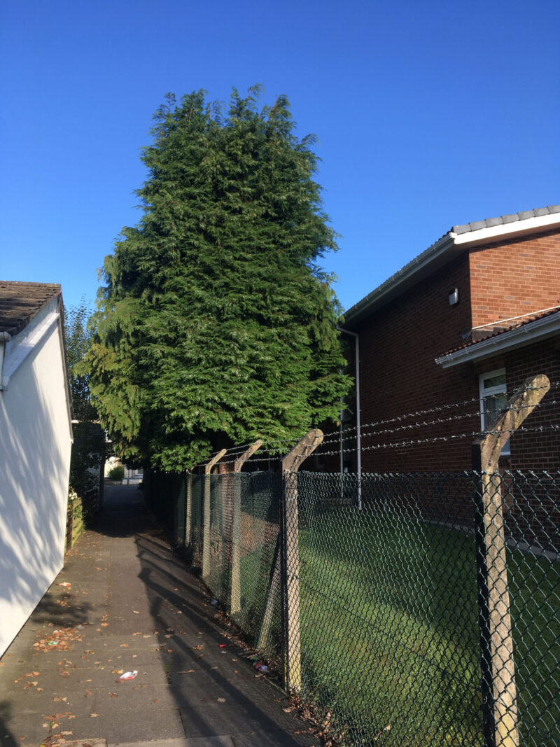 cms-tree-services-conifer-clearance-burnley-church