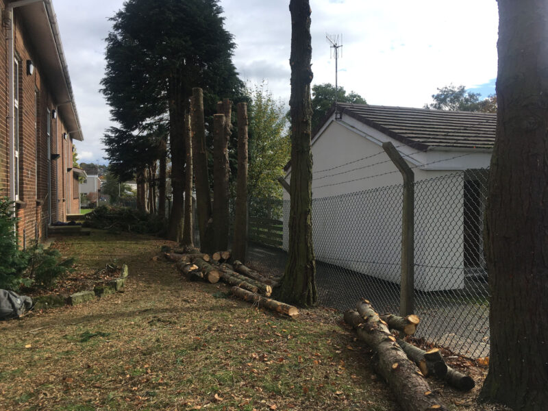 cms-tree-services-conifer-clearance-burnley-church-during