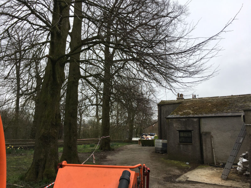 cms-tree-services-crown-lift-lime-trees-gisburn-before