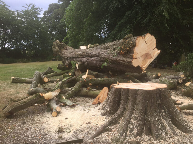 cms-tree-services-cut-down-horse-chestnut