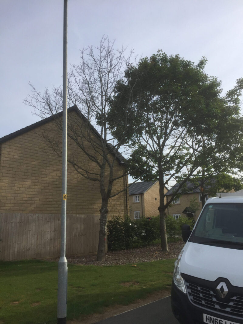 cms-tree-services-dead-oak-removal-gisburn