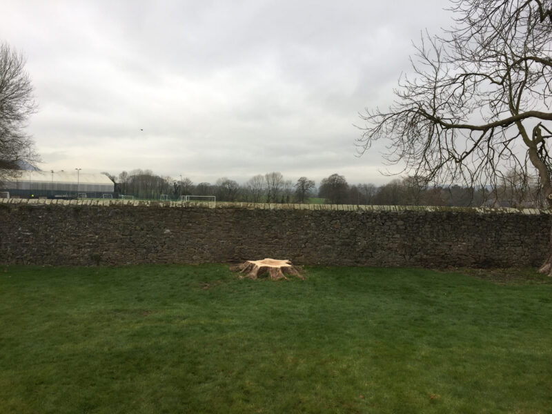 cms-tree-services-dead-sycamore-tree-stump-clitheroe