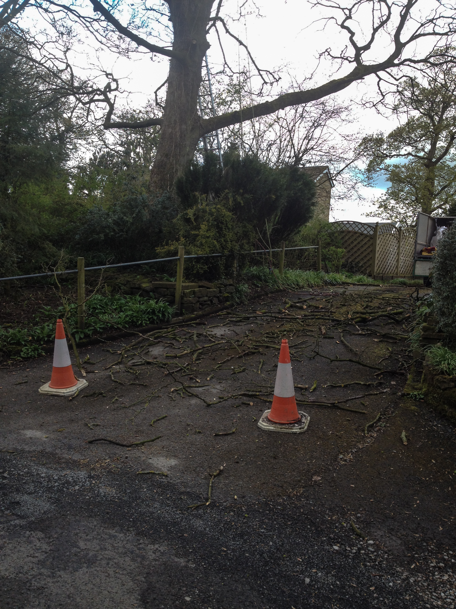 Deadwood Removal Cms Tree Services