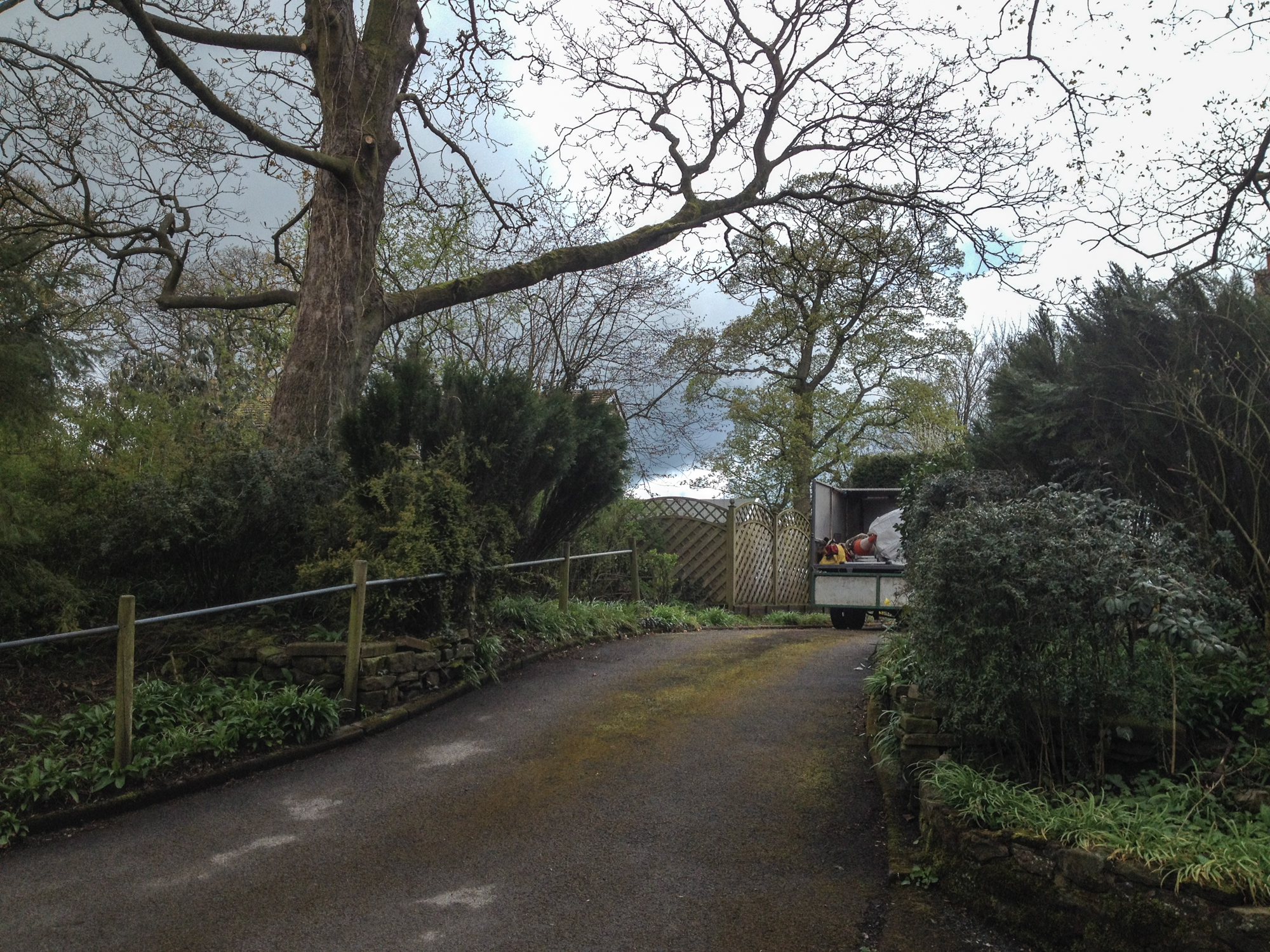 Deadwood Removal Cms Tree Services