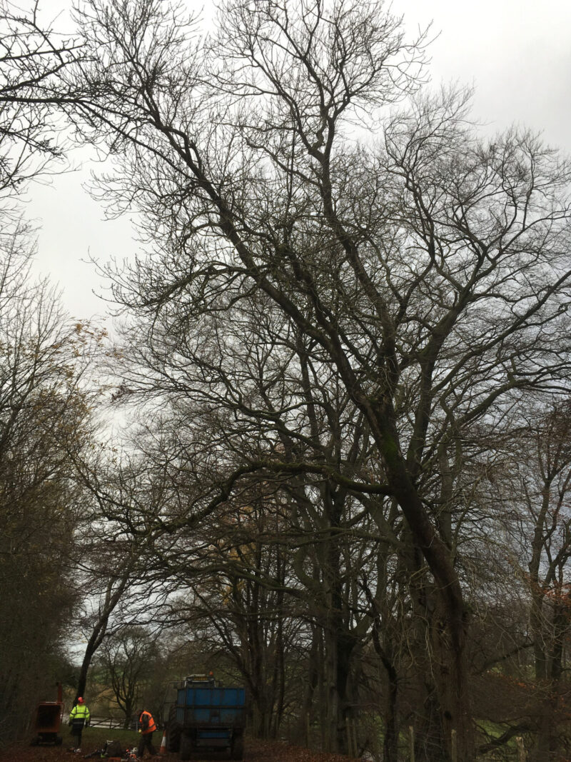 cms-tree-services-decayed-ash-removal-clitheroe-working