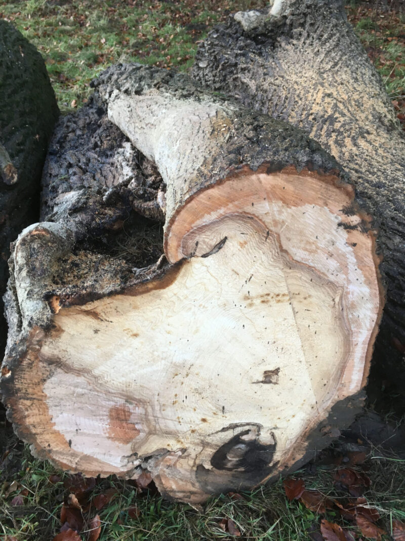 cms-tree-services-decayed-ash-trunk-clitheroe