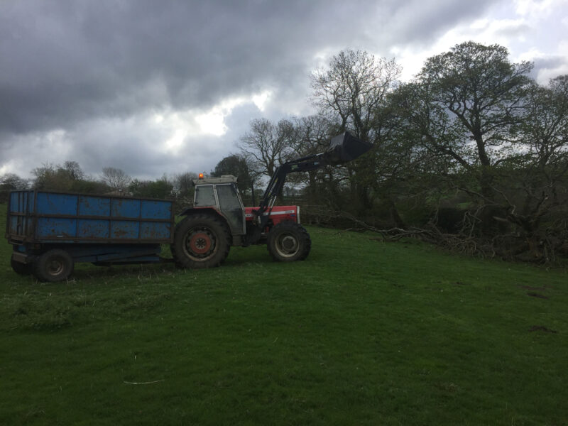 cms-tree-services-fallen-ash-removal-kelbrook