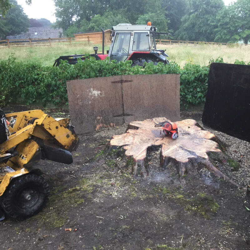 stump grinding