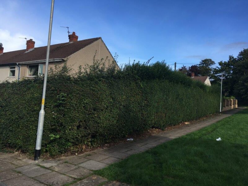 cms-tree-services-hedge-reduction-burnley-1