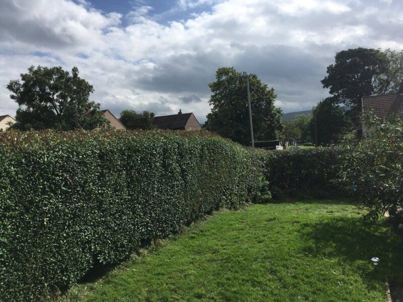 cms-tree-services-hedge-reduction-burnley-2