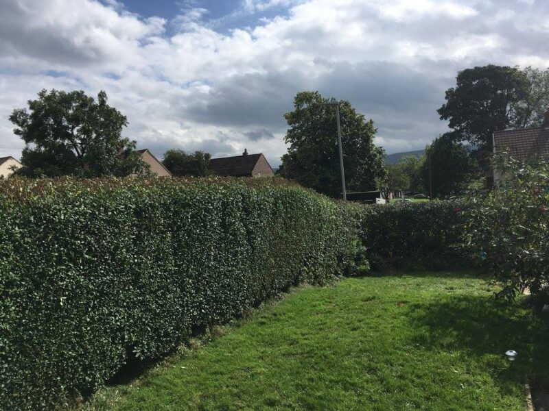 cms-tree-services-hedge-reduction-burnley-2