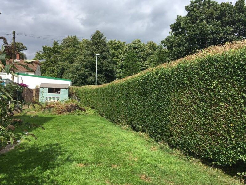 cms-tree-services-hedge-reduction-burnley-3