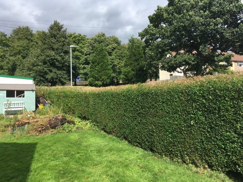 cms-tree-services-hedge-reduction-burnley-4