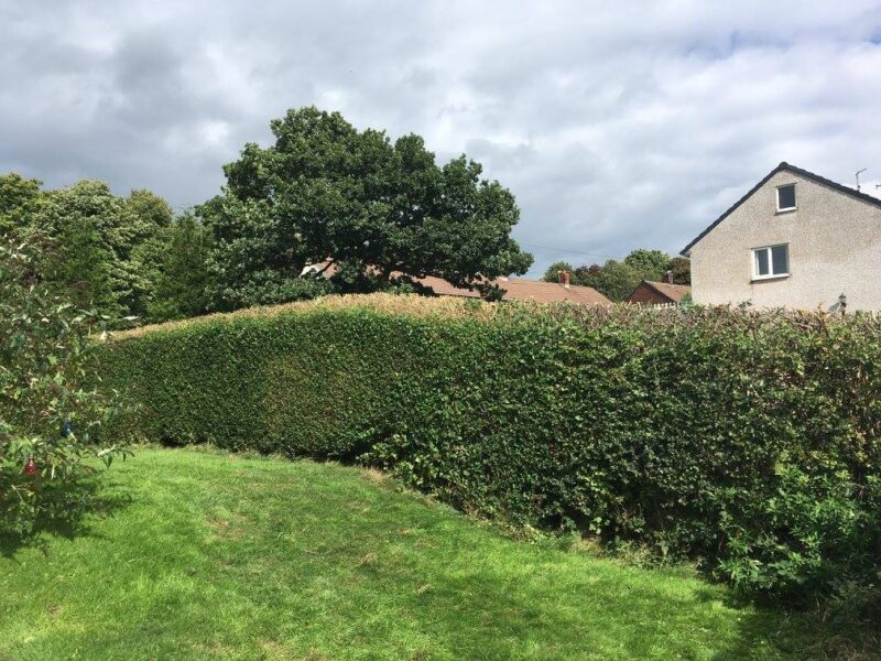 cms-tree-services-hedge-reduction-burnley-5