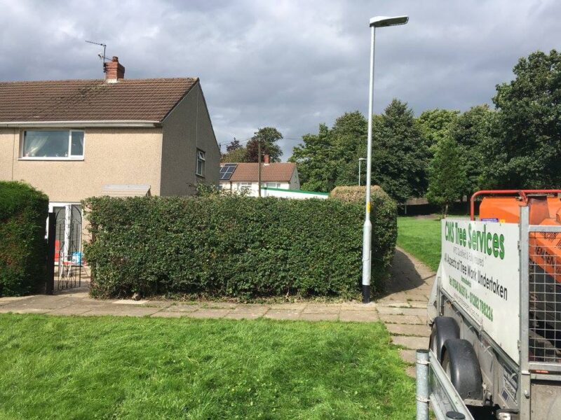 cms-tree-services-hedge-reduction-burnley-7