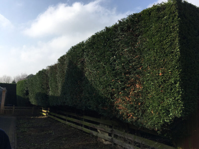 cms-tree-services-hedge-reduction-trim-colne-1
