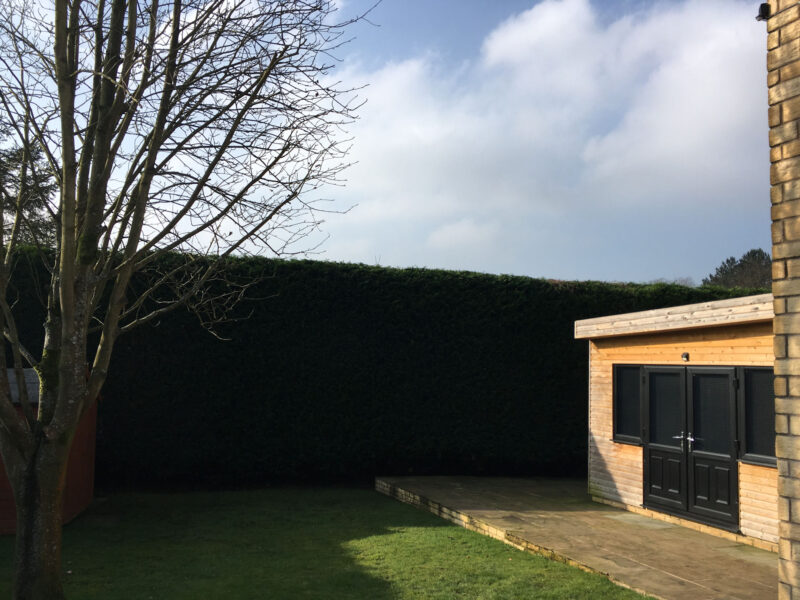 cms-tree-services-hedge-reduction-trim-colne-after