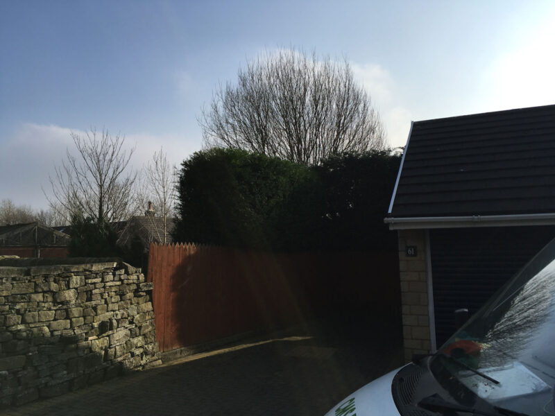 cms-tree-services-hedge-reduction-trim-colne-before
