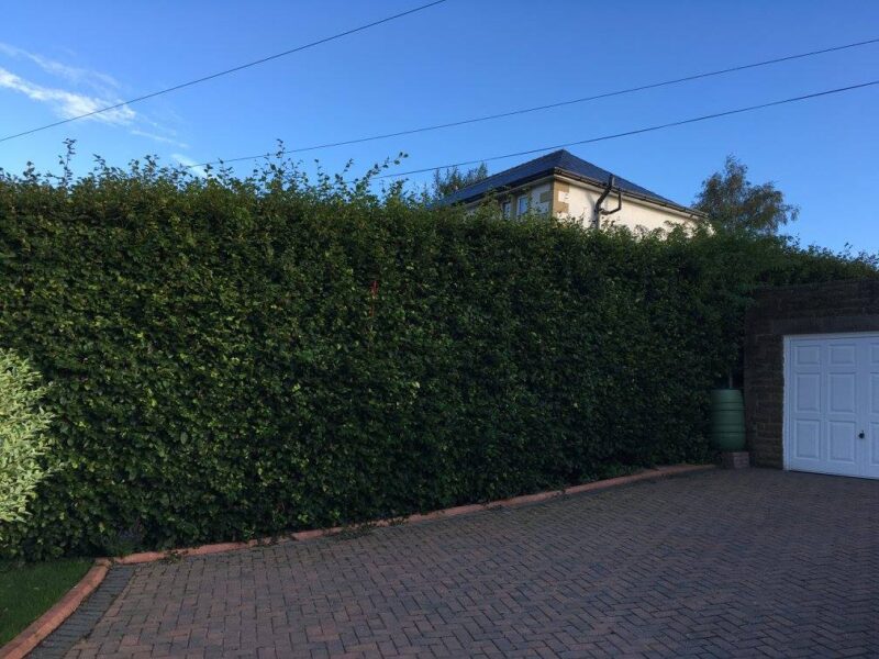 cms-tree-services-hedge-reduction-trimming-skipton-1