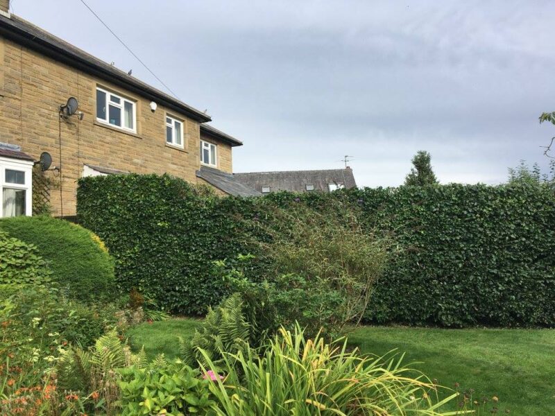 cms-tree-services-hedge-reduction-trimming-skipton-2