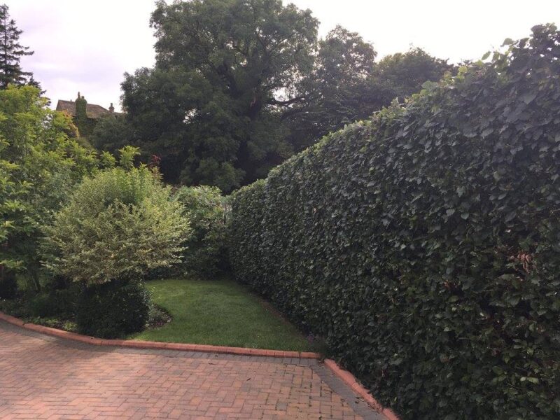 cms-tree-services-hedge-reduction-trimming-skipton-4