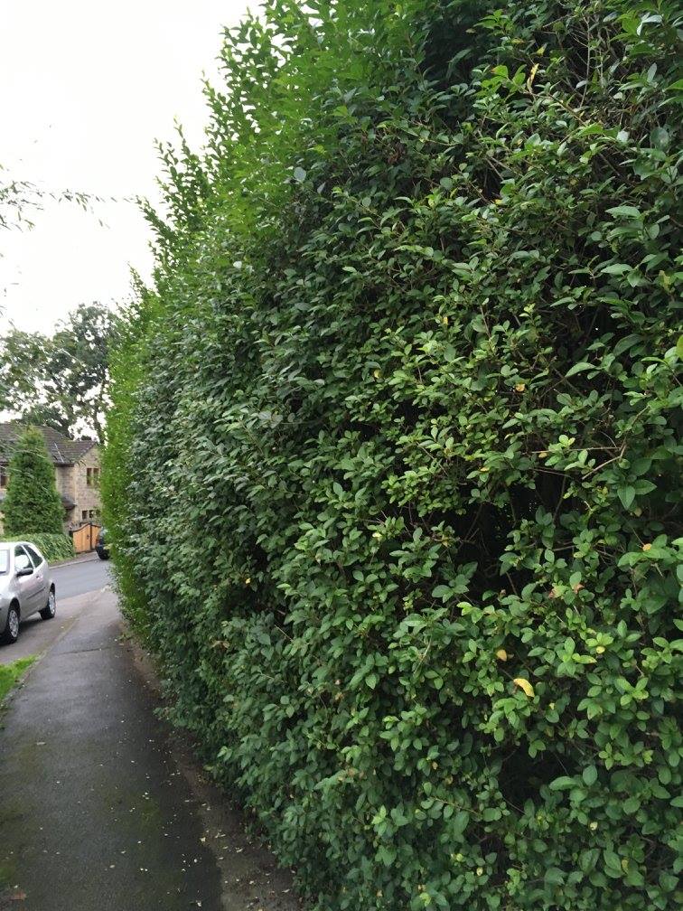 cms-tree-services-hedge-trimming-reduction-barrowford-before-1