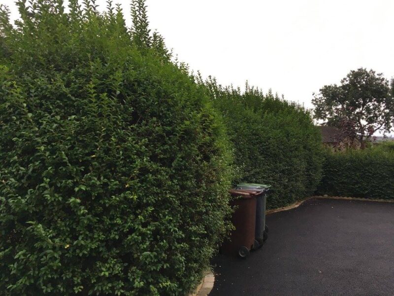 cms-tree-services-hedge-trimming-reduction-barrowford-before-2