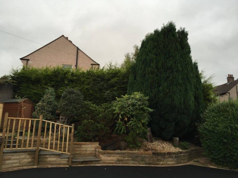 cms-tree-services-hedge-trimming-reduction-barrowford-before-4