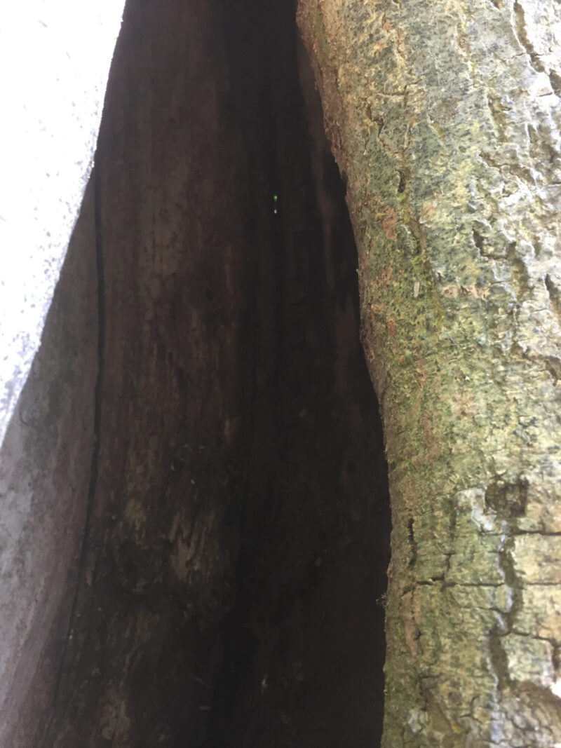cms-tree-services-hollow-ash