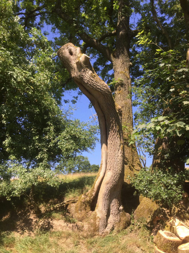 cms-tree-services-hollow-ash-reduced-monolith-stem