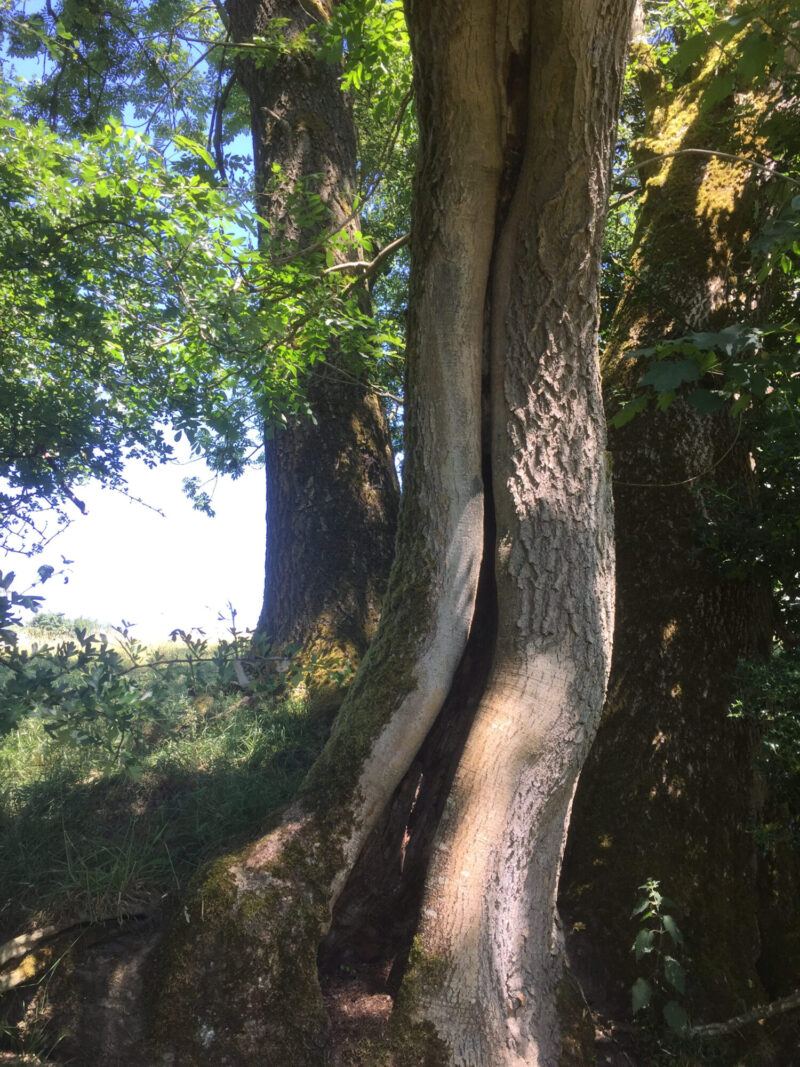 cms-tree-services-hollow-ash-tree-reduced