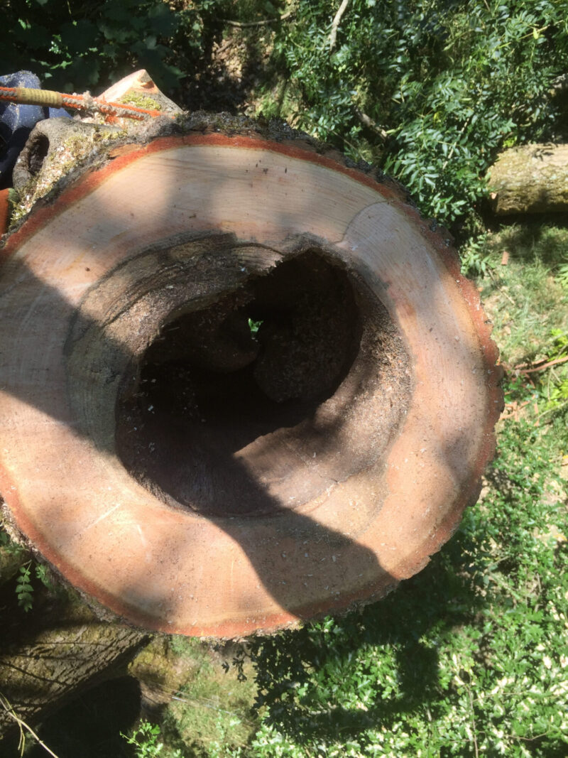 cms-tree-services-hollow-ash-trunk