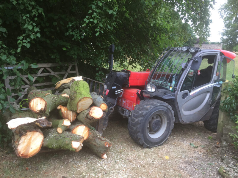 cms-tree-services-horse-chestnut-branches-trunks