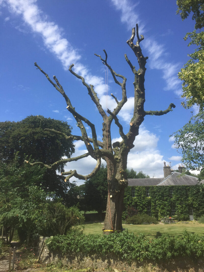 cms-tree-services-horse-chestnut-clearing