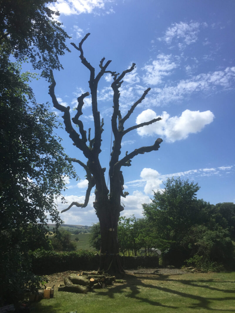 cms-tree-services-horse-chestnut-removal