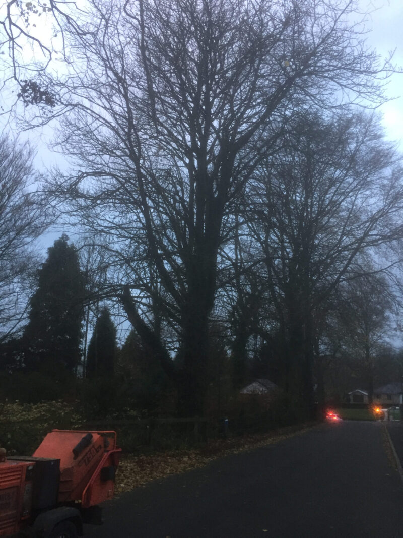 cms-tree-services-horse-chestnut-removal