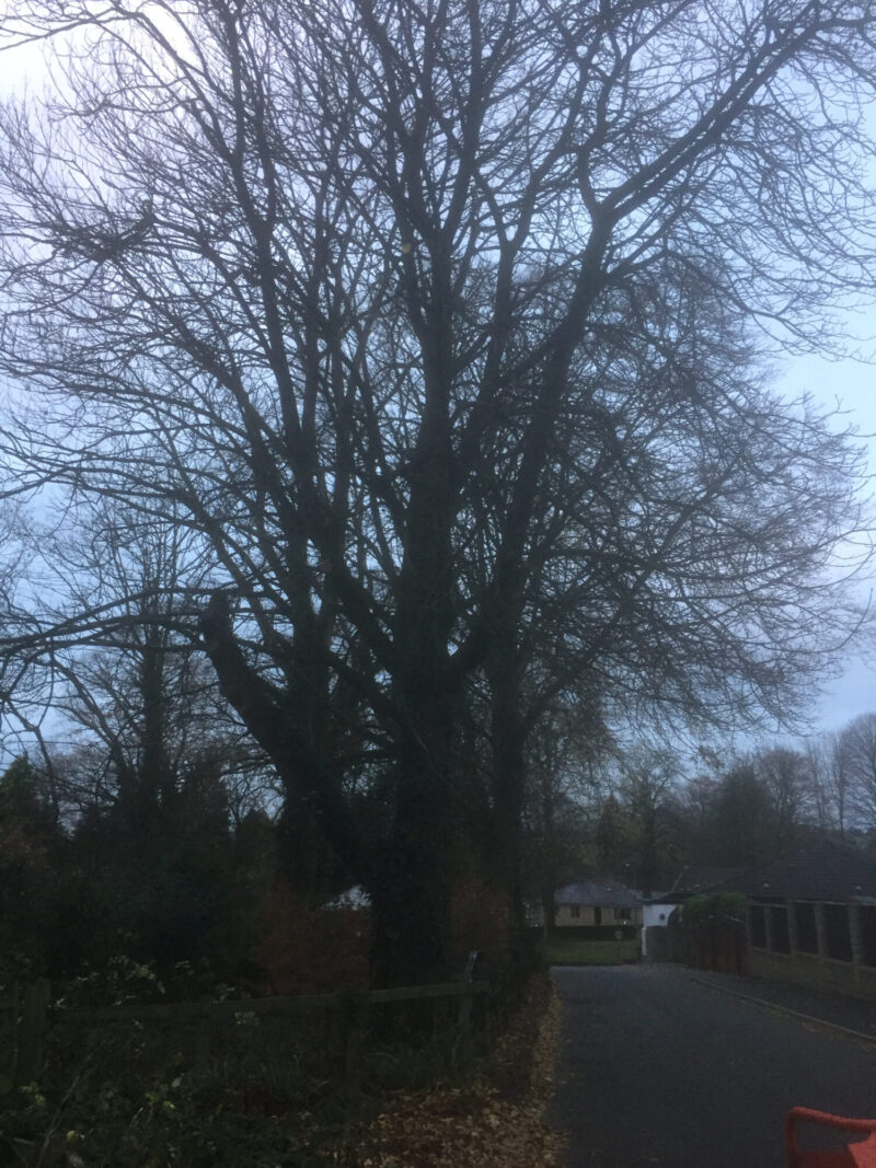 cms-tree-services-horse-chestnut-removal-barrowford