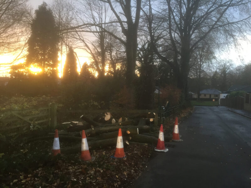 cms-tree-services-horse-chestnut-removal-stem-decay