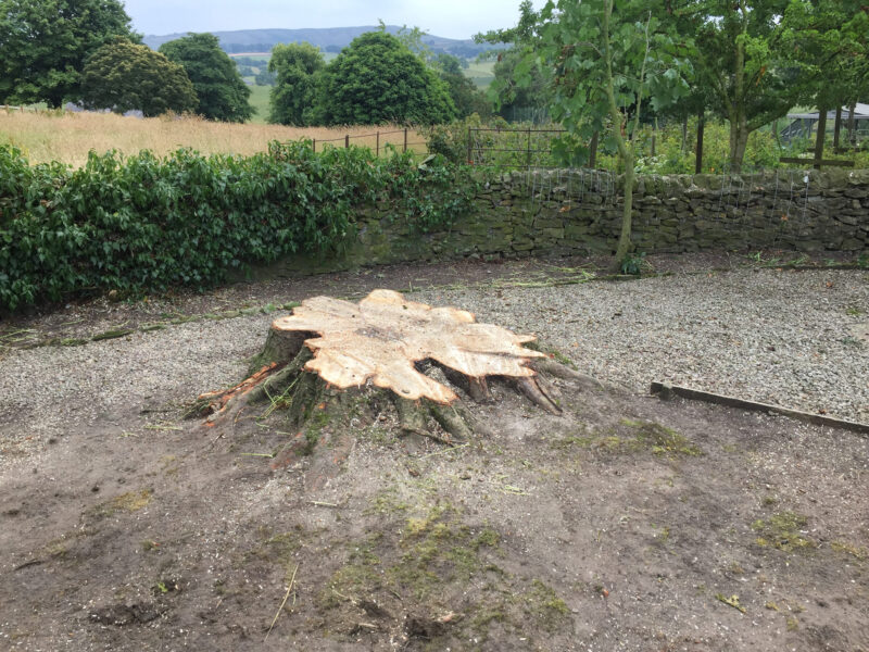 cms-tree-services-horse-chestnut-removal-tree-stump