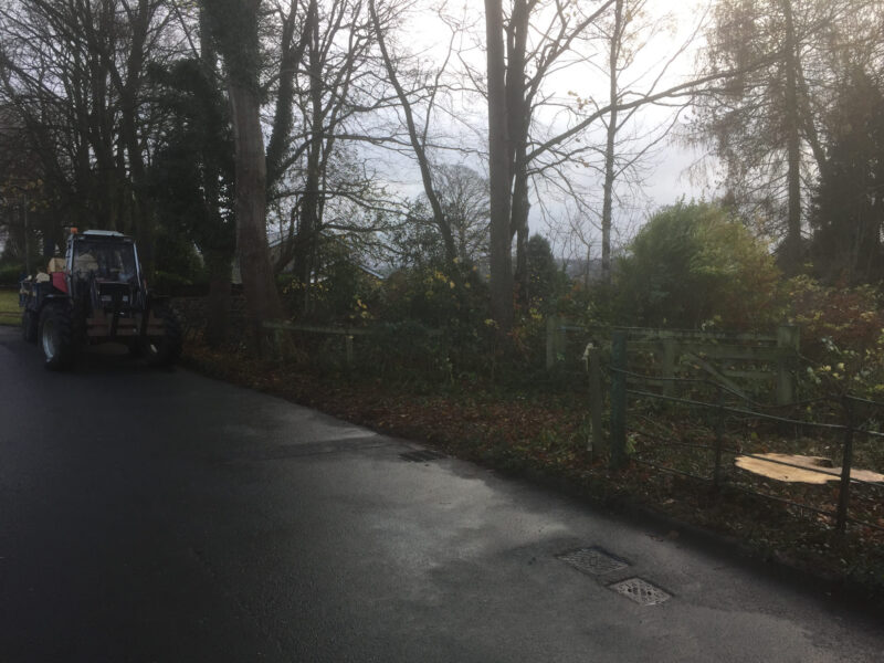 cms-tree-services-horse-chestnut-removal-tree-stump