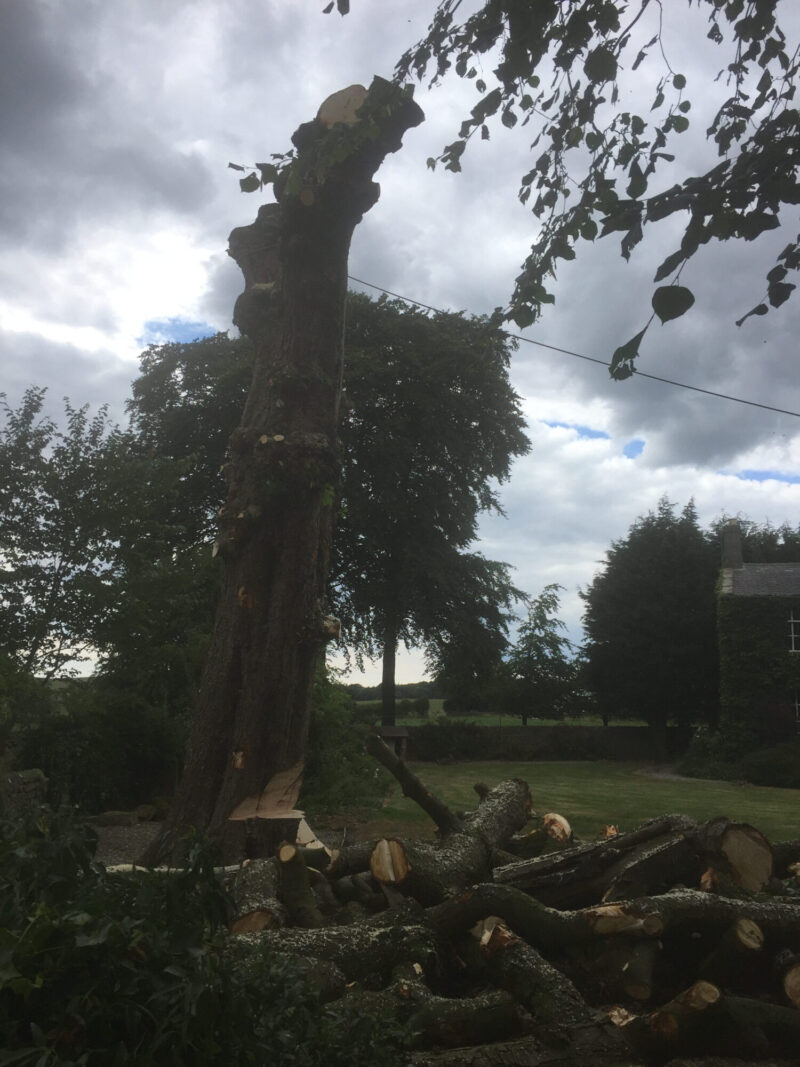 cms-tree-services-horse-chestnut-removing-branches