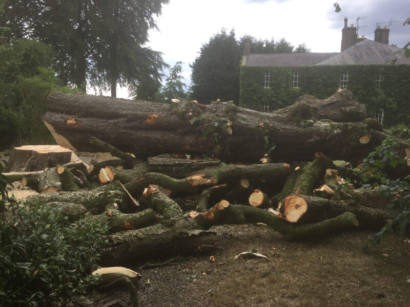 cms-tree-services-horse-chestnut-tree-felled