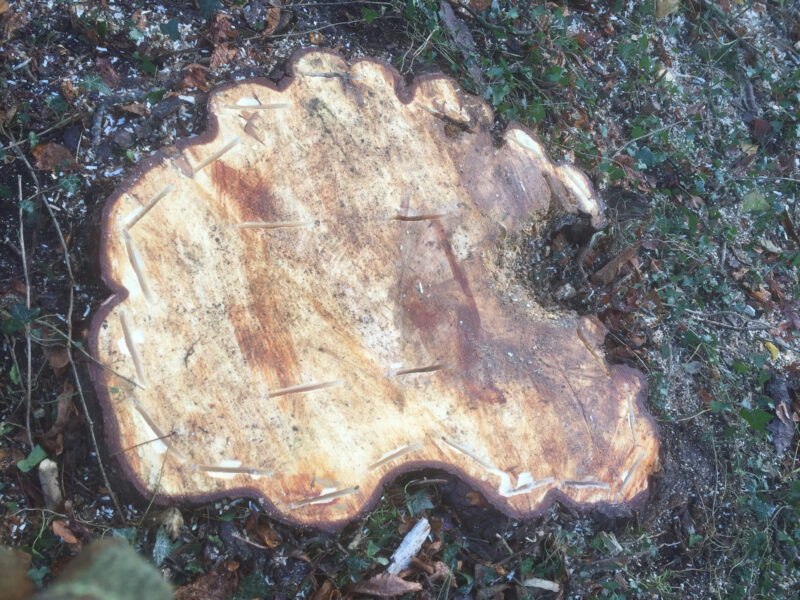 cms-tree-services-horse-chestnut-tree-stump