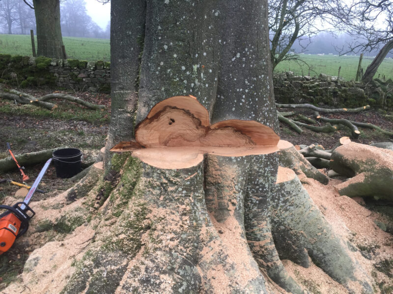 cms-tree-services-large-beech-tree-felling