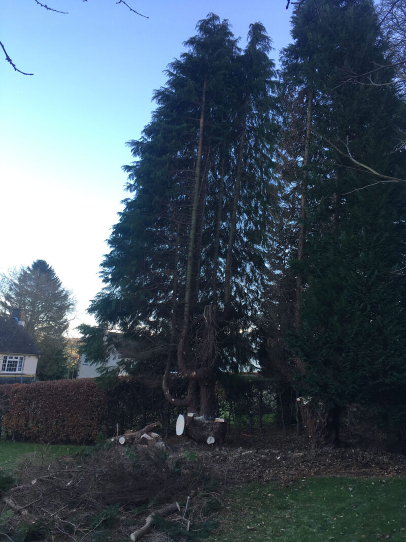 cms-tree-services-large-conifers-removal-wharfedale