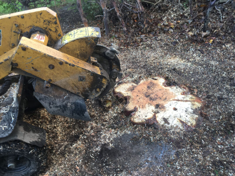 cms-tree-services-large-conifers-removal-wharfedale-stump-grinding